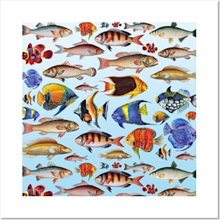 Colorful fish in the ocean Posters and Art